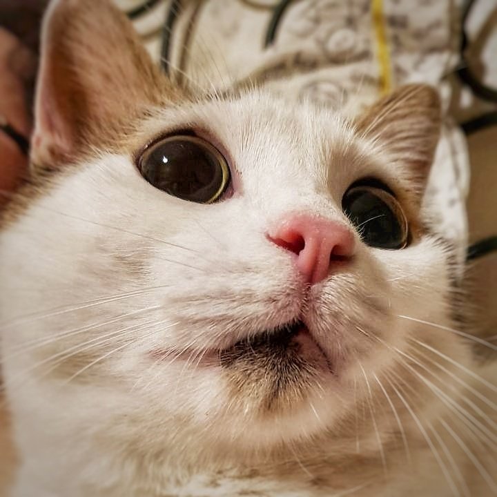 Il Mio Gatto Mi Sveglia Alle 5