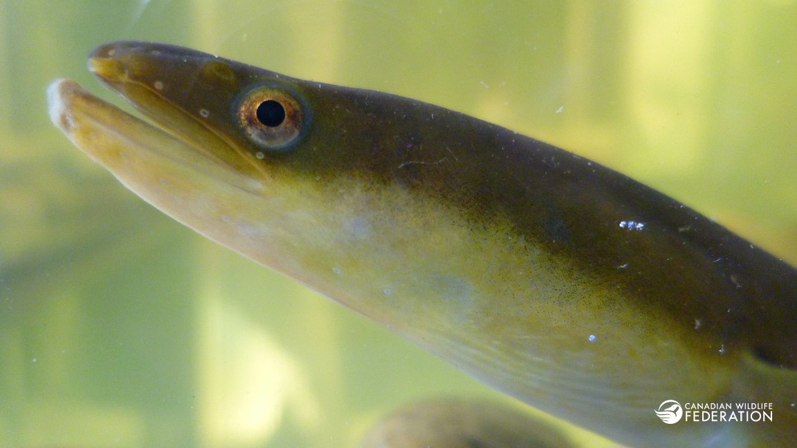 CWF_FCF's tweet photo. Meet Elly. Her story begins near Bermuda and may end when she travels 5,000 km to the Ottawa River. https://t.co/i55aazAW7O #HelpTheEels https://t.co/dL3AXq1vTu