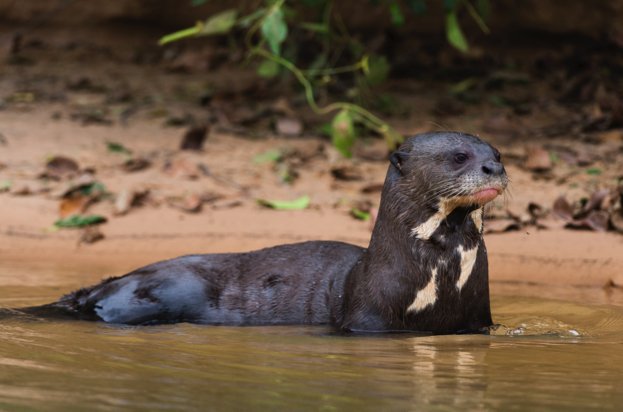 WildlifeMag's tweet photo. Giant otters can reach up to 2m in length!

https://t.co/l7joHbzOMd
📷S Pitamitz / Getty https://t.co/FigzDNvbu6