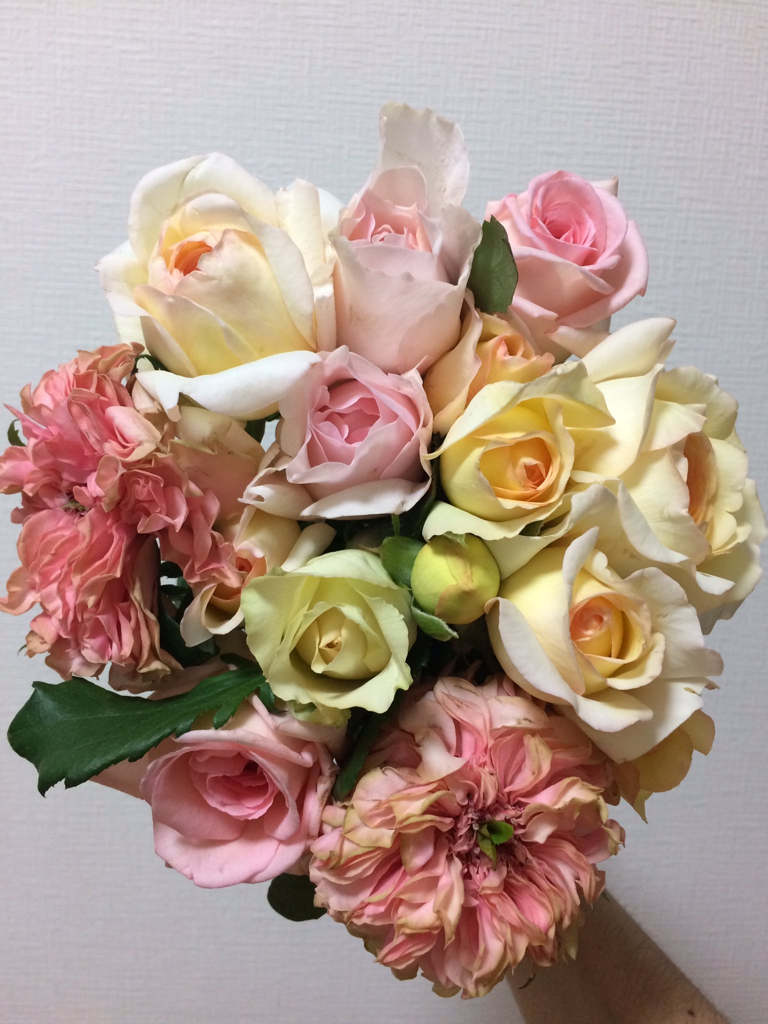 やぎばら園 Twitter Aramasi Twitter