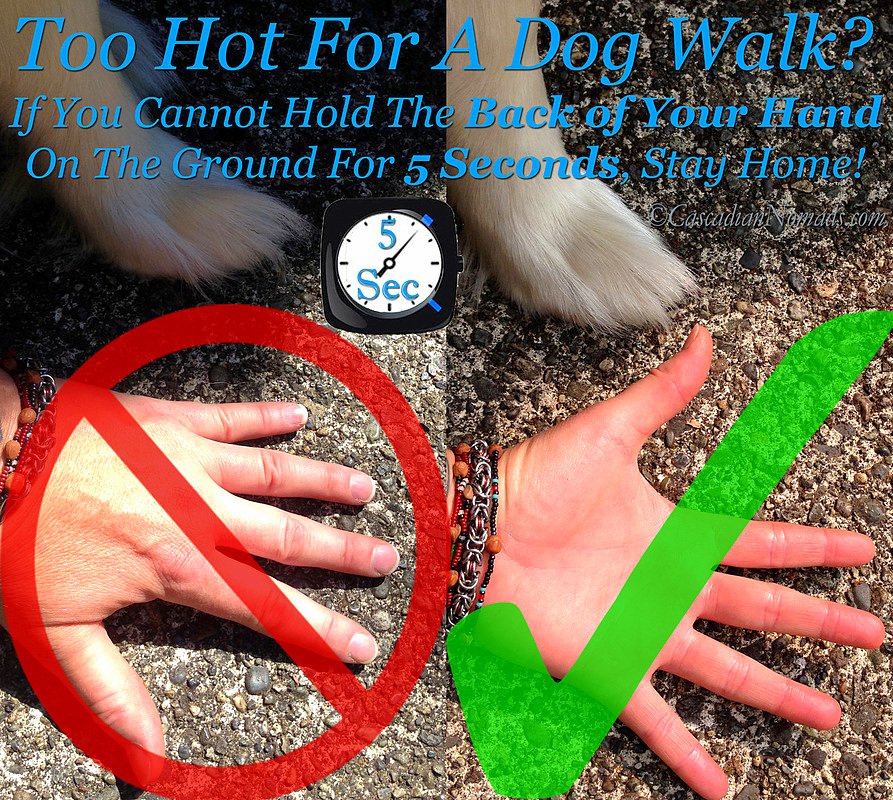 TheBARCProject's tweet photo. In this hot weather please remember dog paws are very sensitive https://t.co/1xlFJUvXci