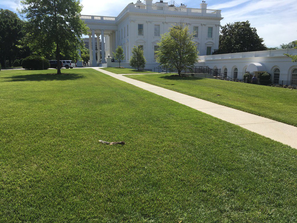 HansNichols's tweet photo. Even the squirrels are exhausted at the WH. https://t.co/9oxig0K4AM