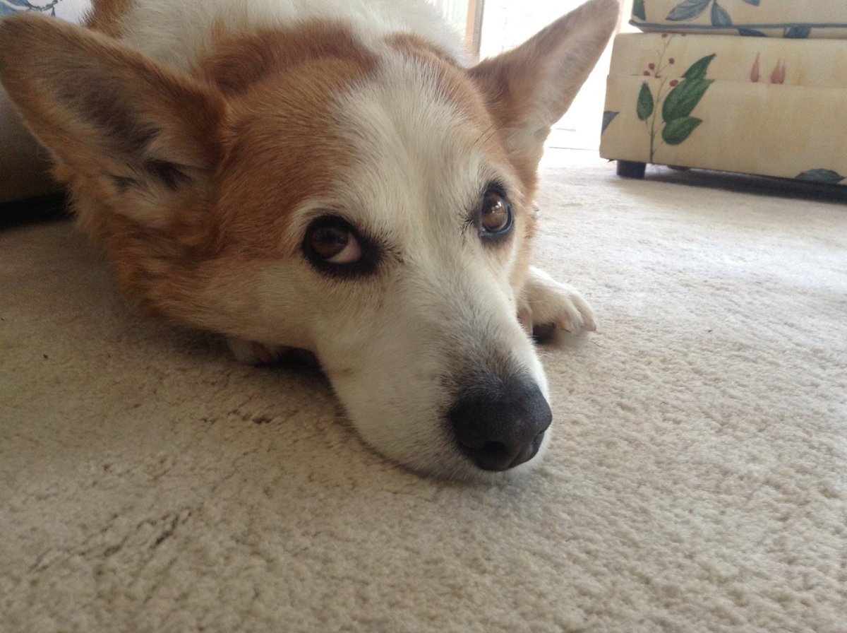 jbgentoo's tweet photo. Have any of you seen a white misty light rising out of your dog (or any other being) at the moment of death? https://t.co/LoVtQiaWMJ