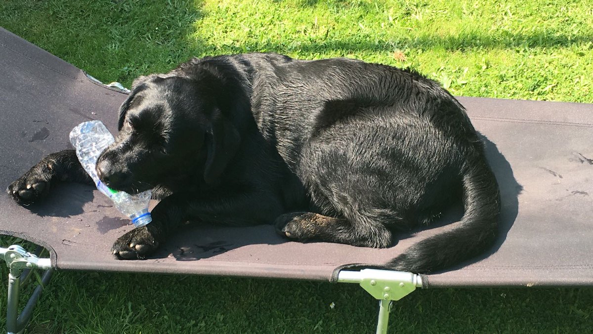 MPsportsdragon's tweet photo. To all dogs out there keep hydrated and stay in the shade like my boy #DogsDieInHotCars #heatwaveuk https://t.co/p7Ep8pIEdv