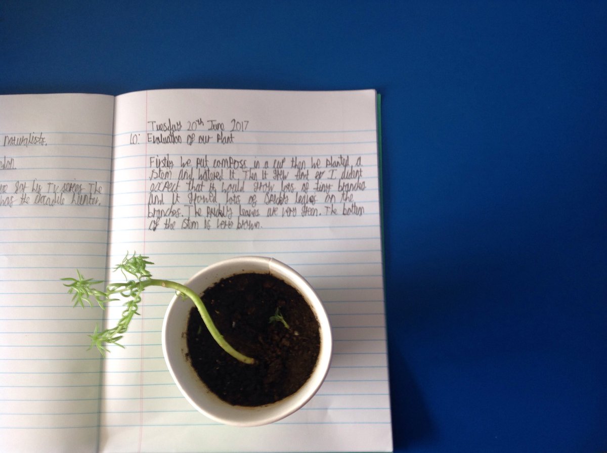 misshook2's tweet photo. In year 5H we have evaluated our plant growth. @HolyRosary_ #whatItaughttoday @kathryn_dukes https://t.co/oAx65u51pD