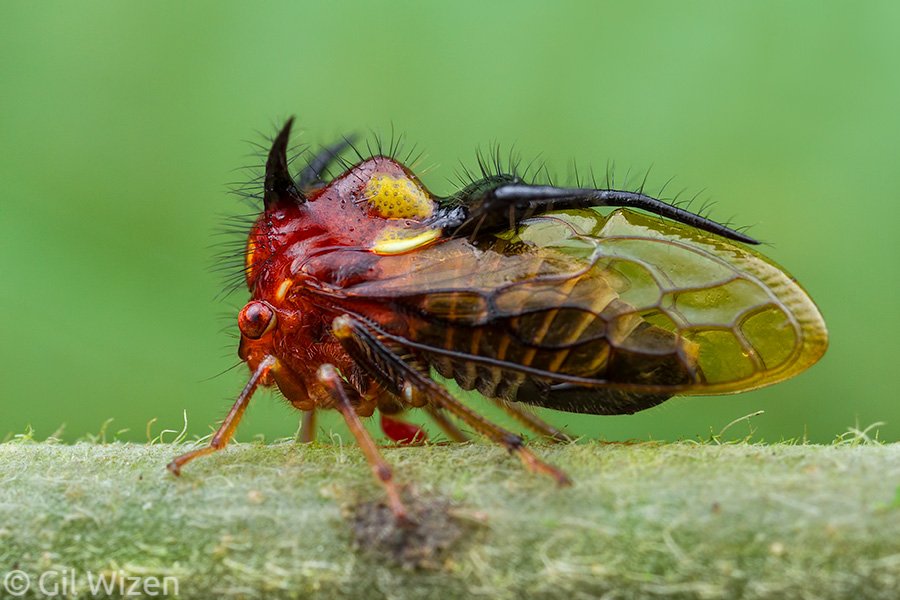 wizentrop's tweet photo. Devilish membracid treehopper (Poppea sp.) from the cloud forest of Mindo, Ecuador https://t.co/qD9rvFZvBR