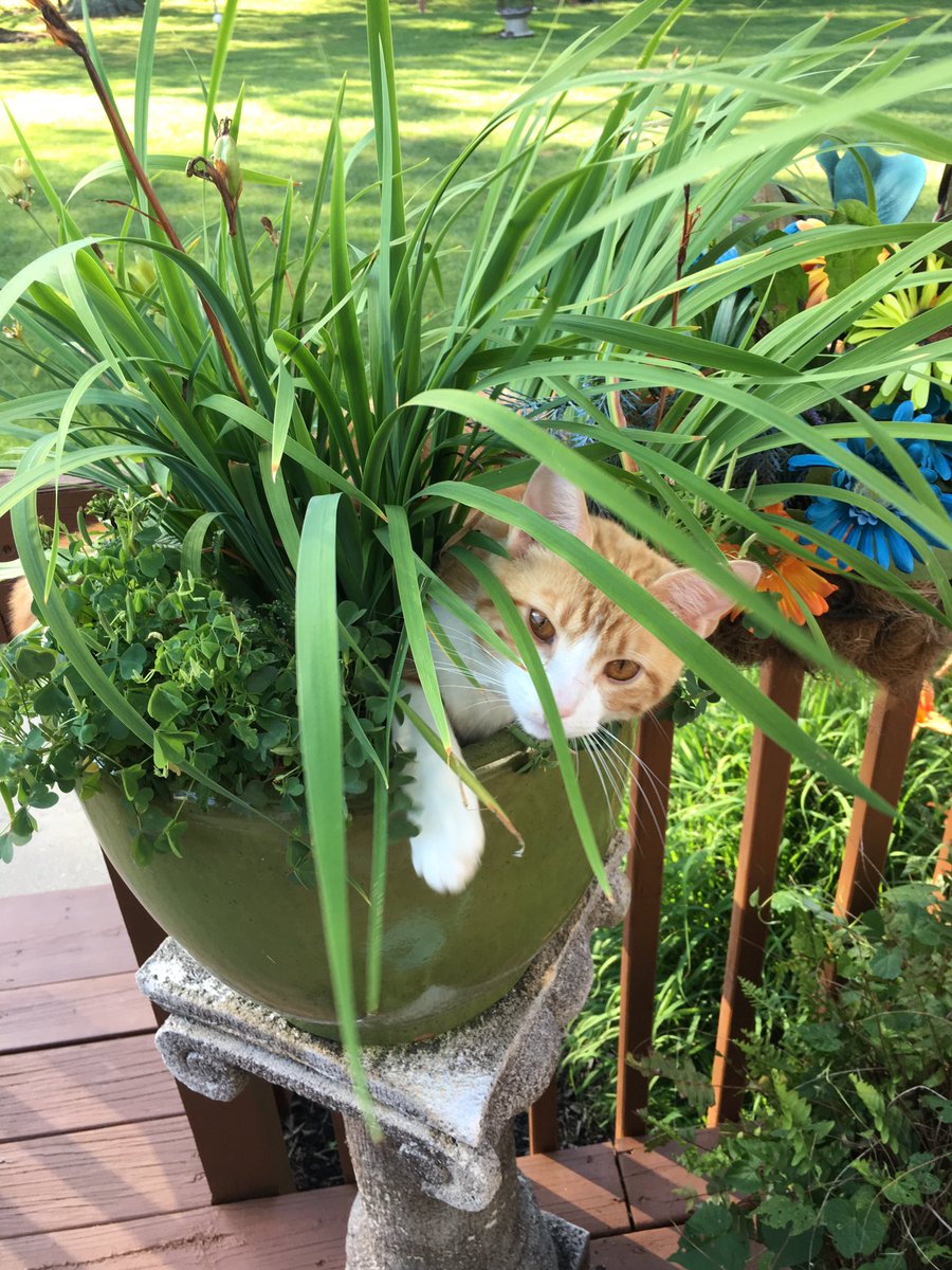 My cat Toby tho😻