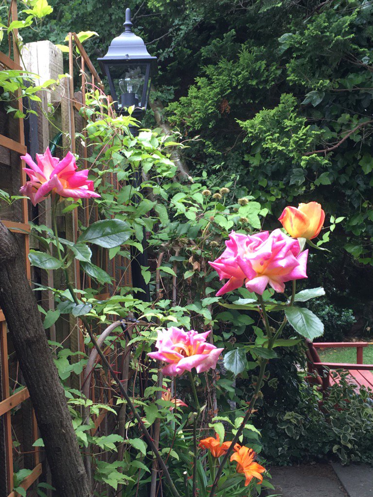Jan_Lentzos's tweet photo. The view from the corner of my patio today...
#TheViewFrom #MyGarden #Patio #MyGardenRightNow https://t.co/5DBJ4iMrEx