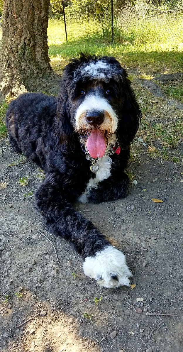 #TongueOutTuesday #bernesemountaindog #dogsoftwitter #bernedoodle