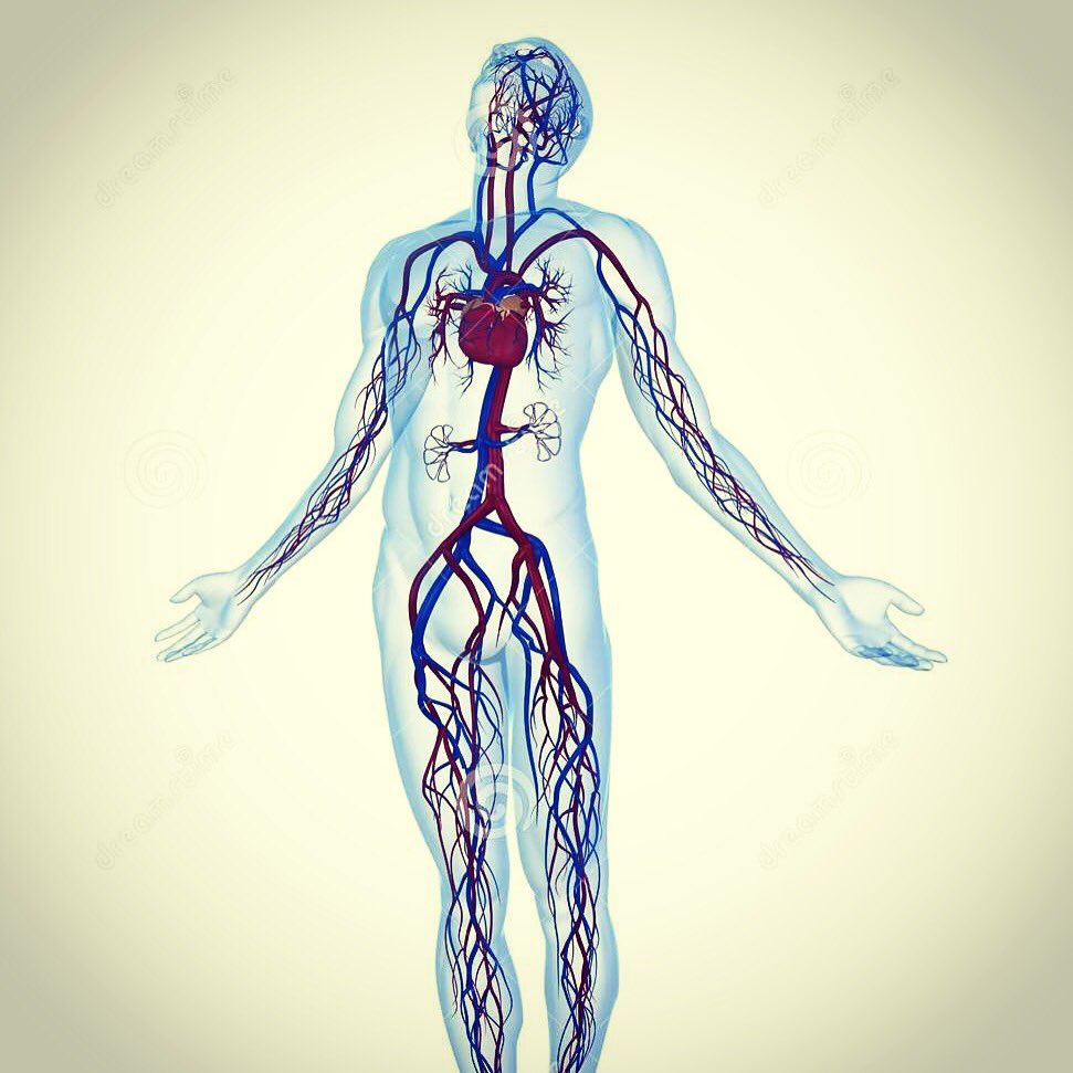 cryologywbc's tweet photo. The vascular system is 60,000 miles long. The vasoconstriction triggered by cryotherapy gives the supporting muscles an essential workout. https://t.co/6EuNuGoHHx