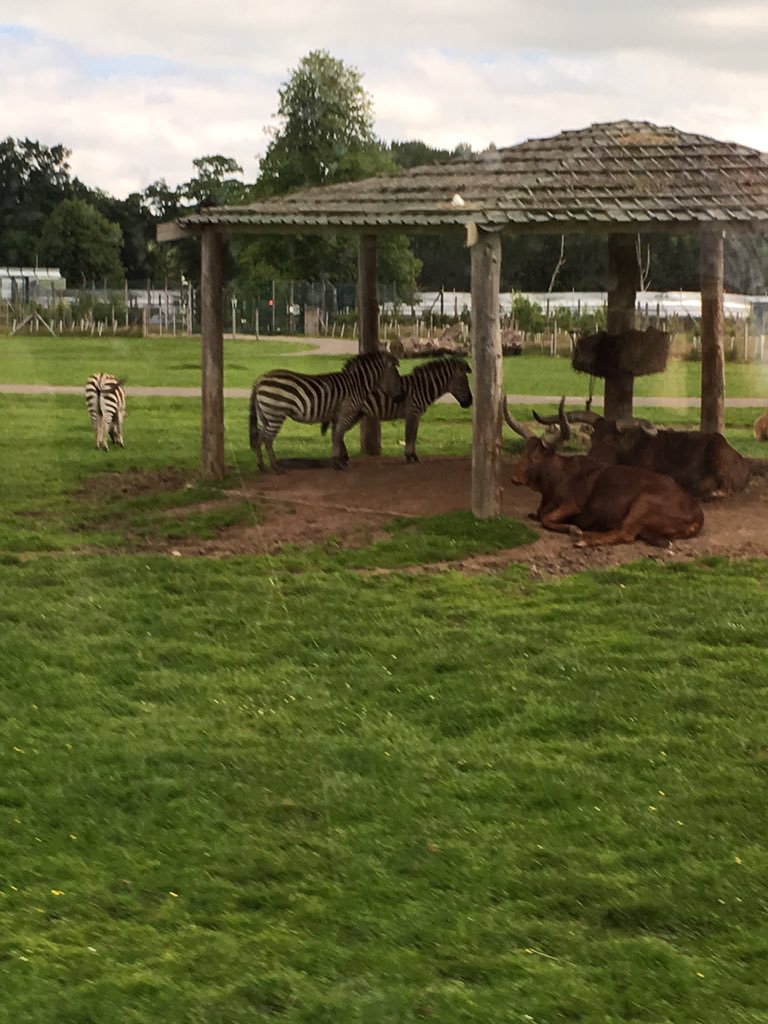 mcdonnell_mrs's tweet photo. Blairdrummond fun @YokerPrimary https://t.co/fkI66XGhtd