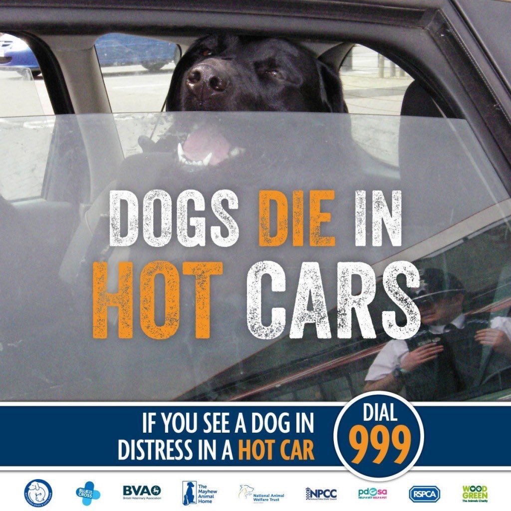 The_Animal_Team's tweet photo. Even with the window open #heatwave2017 your dog will die within minutes #rt https://t.co/1Ry5GOiDtT