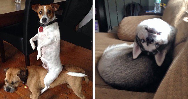 включи как сделать собаку. фото щенков. Eti pup. собака вельш корги пемброк щенки. включи собаку.