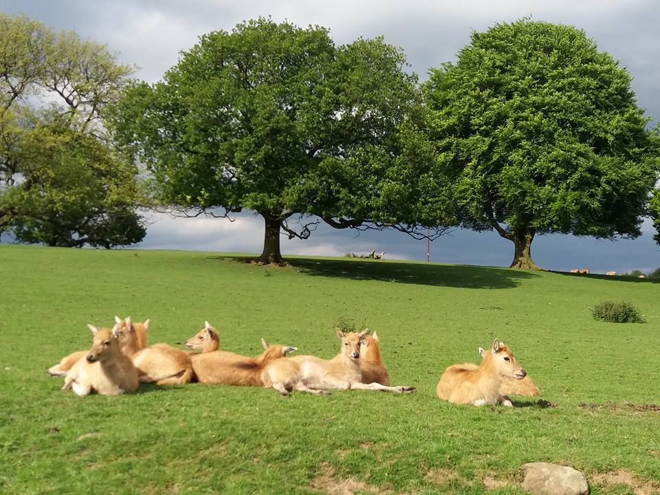 KnowsleySafari's tweet photo. Our Pere David crèche is ready to watch #RutWatch tomorrow night here on safari! https://t.co/riLJqWfaJV https://t.co/ytQACLss4u
