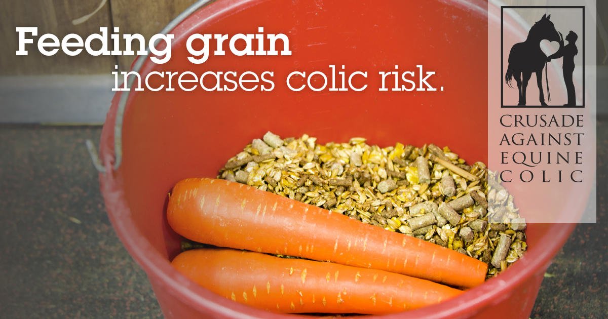 ColicCrusade's tweet photo. "It’s not just overfeeding a horse grain that can lead to colic, it’s feeding grain-based feed, period." https://t.co/xPdsen3YqH https://t.co/PhpU3bq9uh