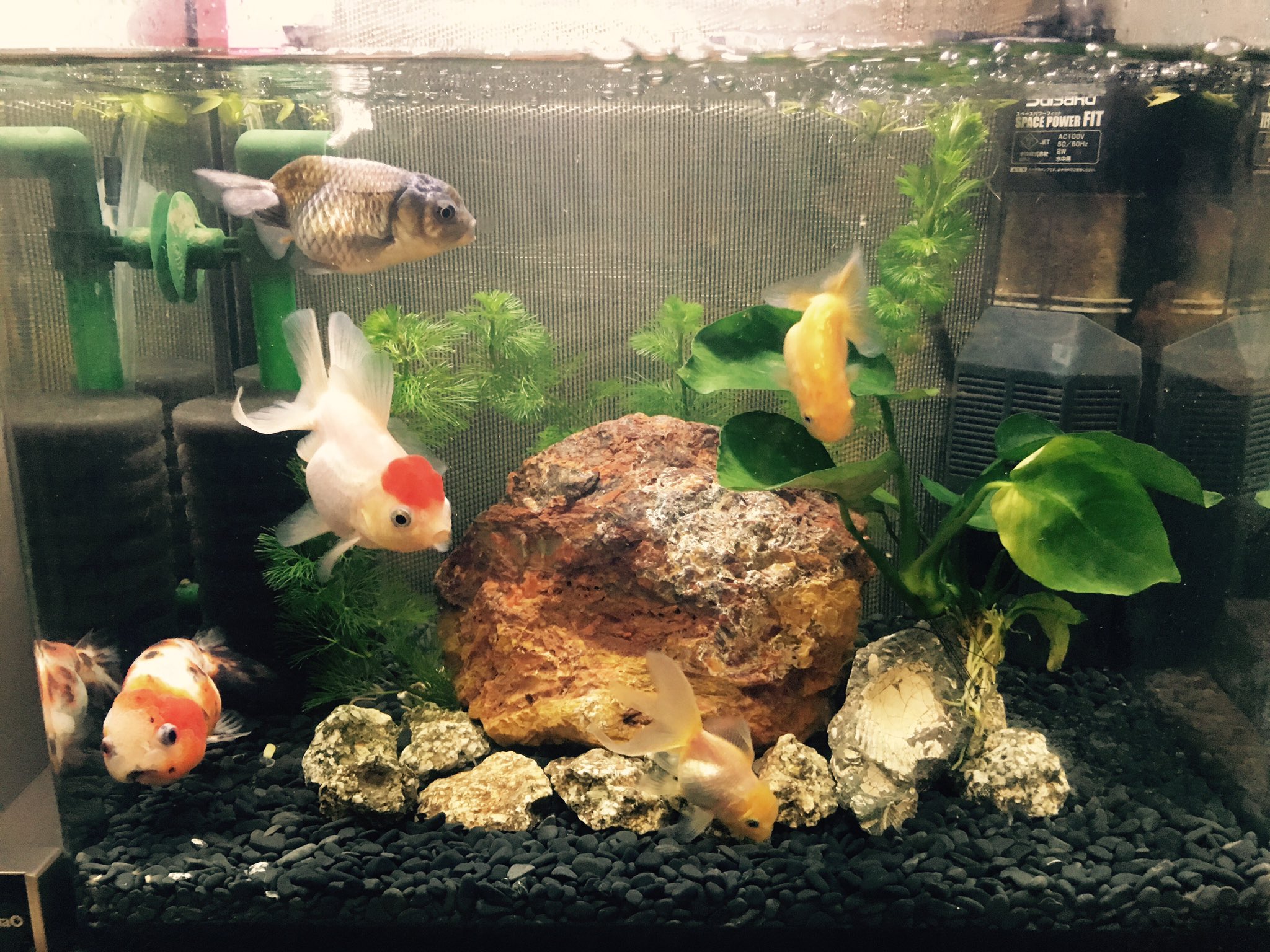 Tada Junnosuke 大分完成した 丸型金魚水槽 らんちゅう 青らんちゅう 江戸錦 丹頂 オランダ獅子頭の5匹 35センチ水槽なので過密気味ですが その分濾過はパワーフィット底面濾過パーツ付き テトラツインブリラントとがっつり 和金系水槽は