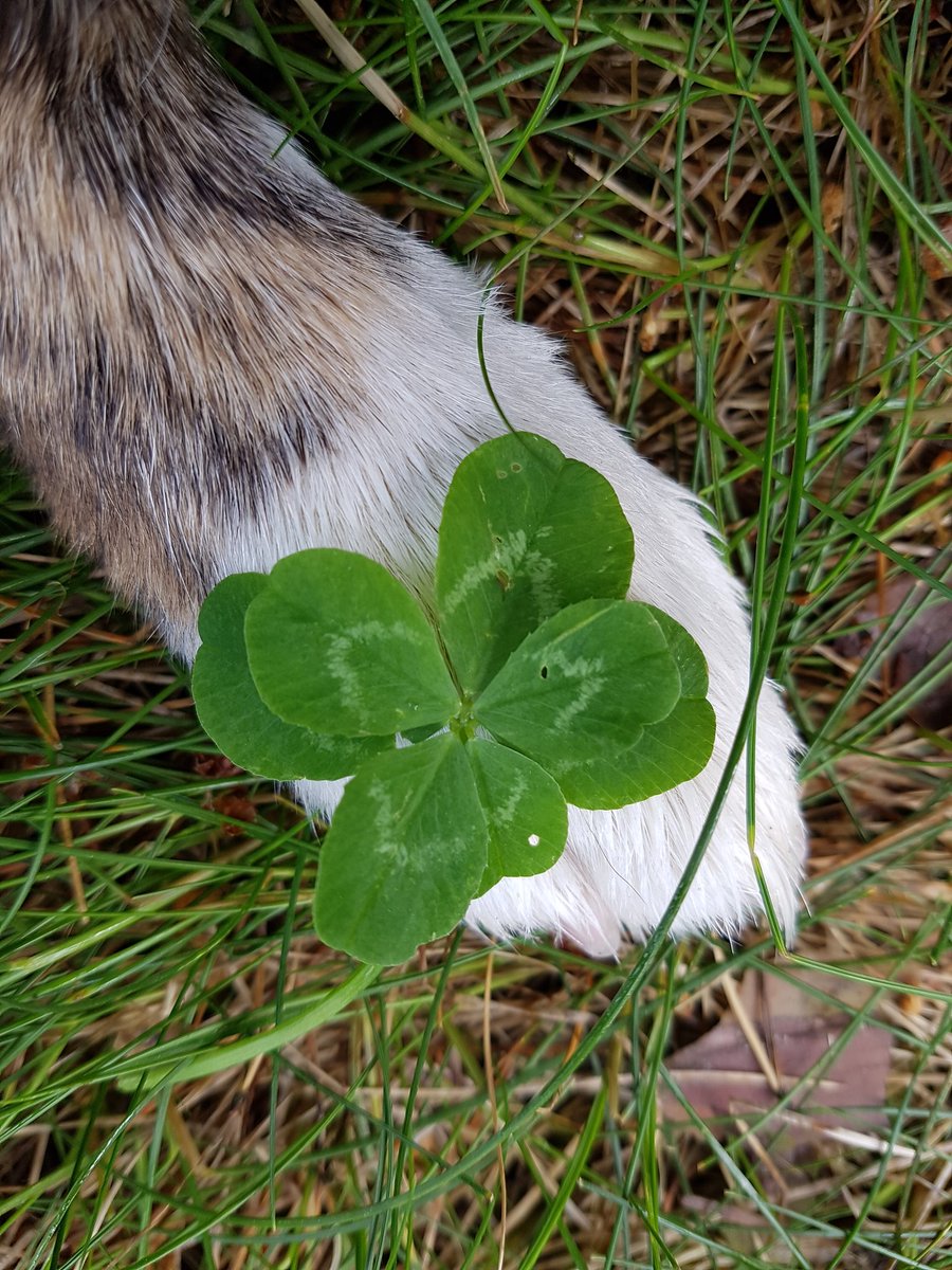 VirpiHeikkila's tweet photo. Wow, sharp eyes today -- #7LeafClover #Paw #Corgi https://t.co/n8EsaZDKx2