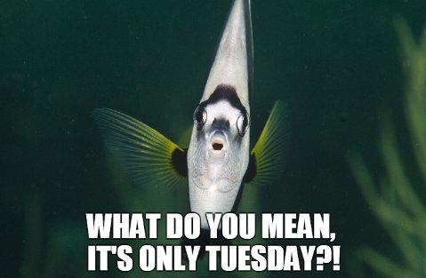 100BarKitchen's tweet photo. Only Tuesday?? Let's change that mindset and make the best out of your day with an amazing meal at #McLeodTavern! https://t.co/1TxfAjo9g3