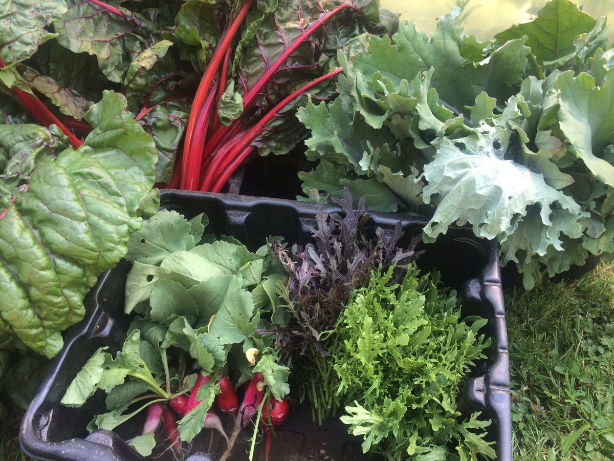 MaryWilson1789's tweet photo. Too hot @JanWilsons #bristol #food #organic #organicgrowing https://t.co/TDZ1HO0TwA