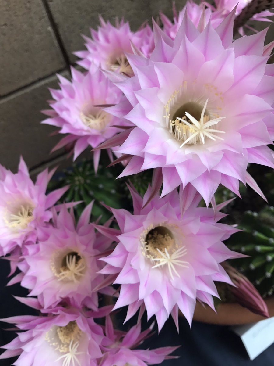 Cacti mania #succulents