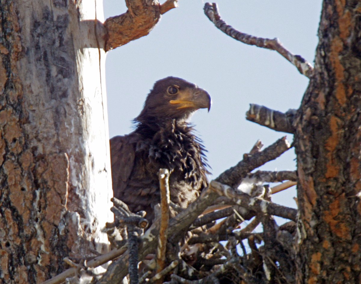 eaglet in nest