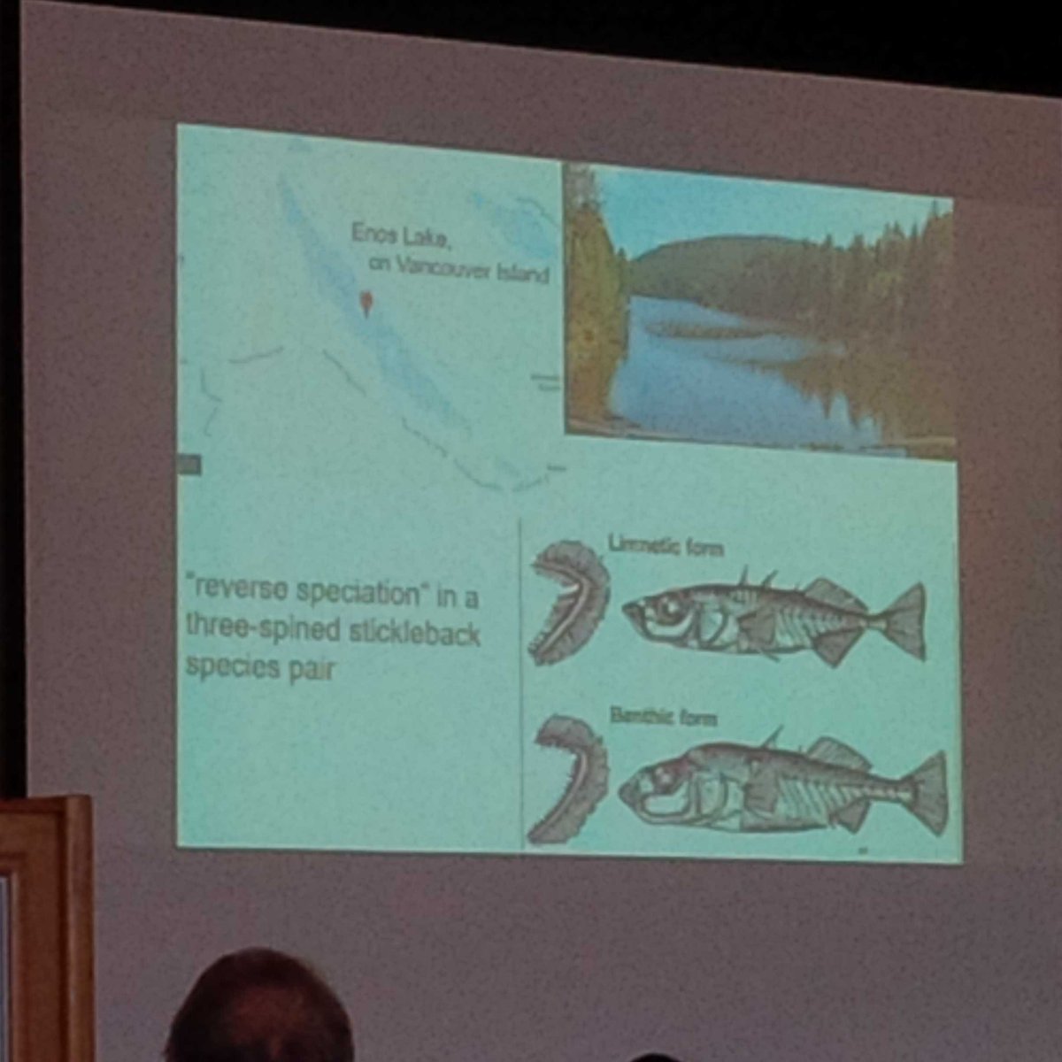 megloops's tweet photo. 3 Spine #Stickleback in #EnosLake #BC + #ReverseSpeciation due to Signal #Crayfish
#InvSpRes #Simmberloff keynote https://t.co/ShQewXF8EI