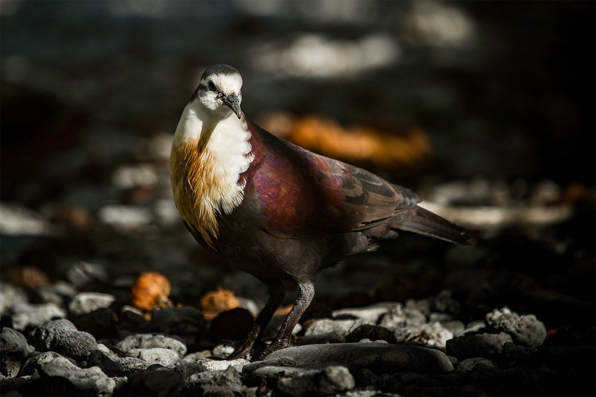 Island Conservation tweet media