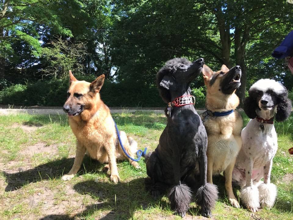 Doggies of the week!!! Rio, Sunny, Ruby &amp; Lexi! Smashing to see Ruby on top form after her op! Woof woof #doggie