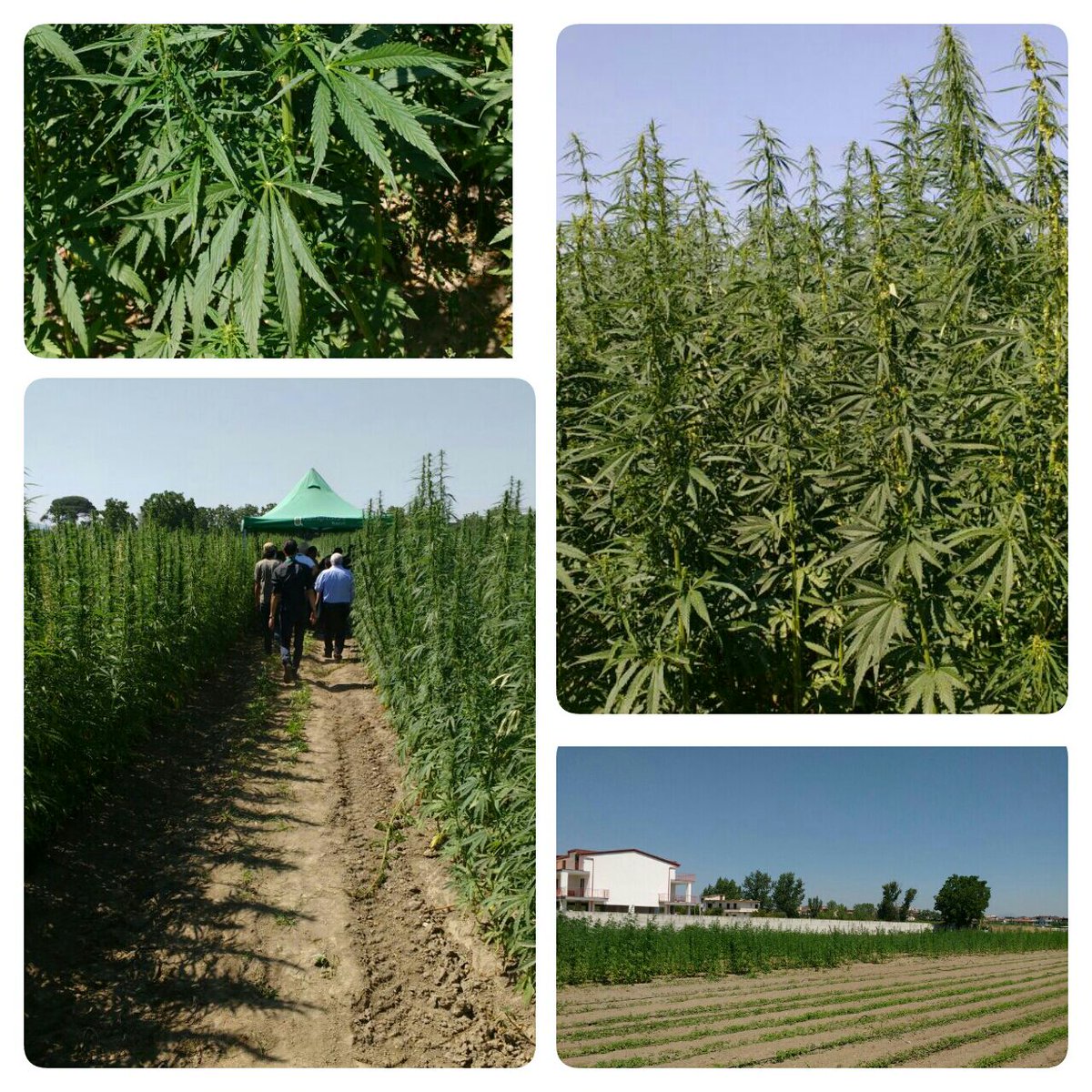 alb_lar's tweet photo. #Canapaday (hemp day) 1st edition by #Canapacampana. 
#Organic #farm-to-fork legal #hemp products in the shadow of #Vesuvius. https://t.co/qv1LNv3Mvy