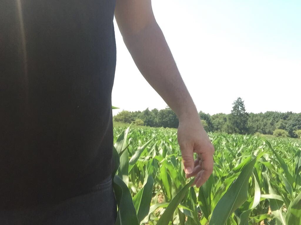LallemandUK_IRL's tweet photo. This maize in Berkshire is definitely exceeding the "knee heigh before the 4th July" statement #maizesilage2017 https://t.co/tOzM6fJ8jt
