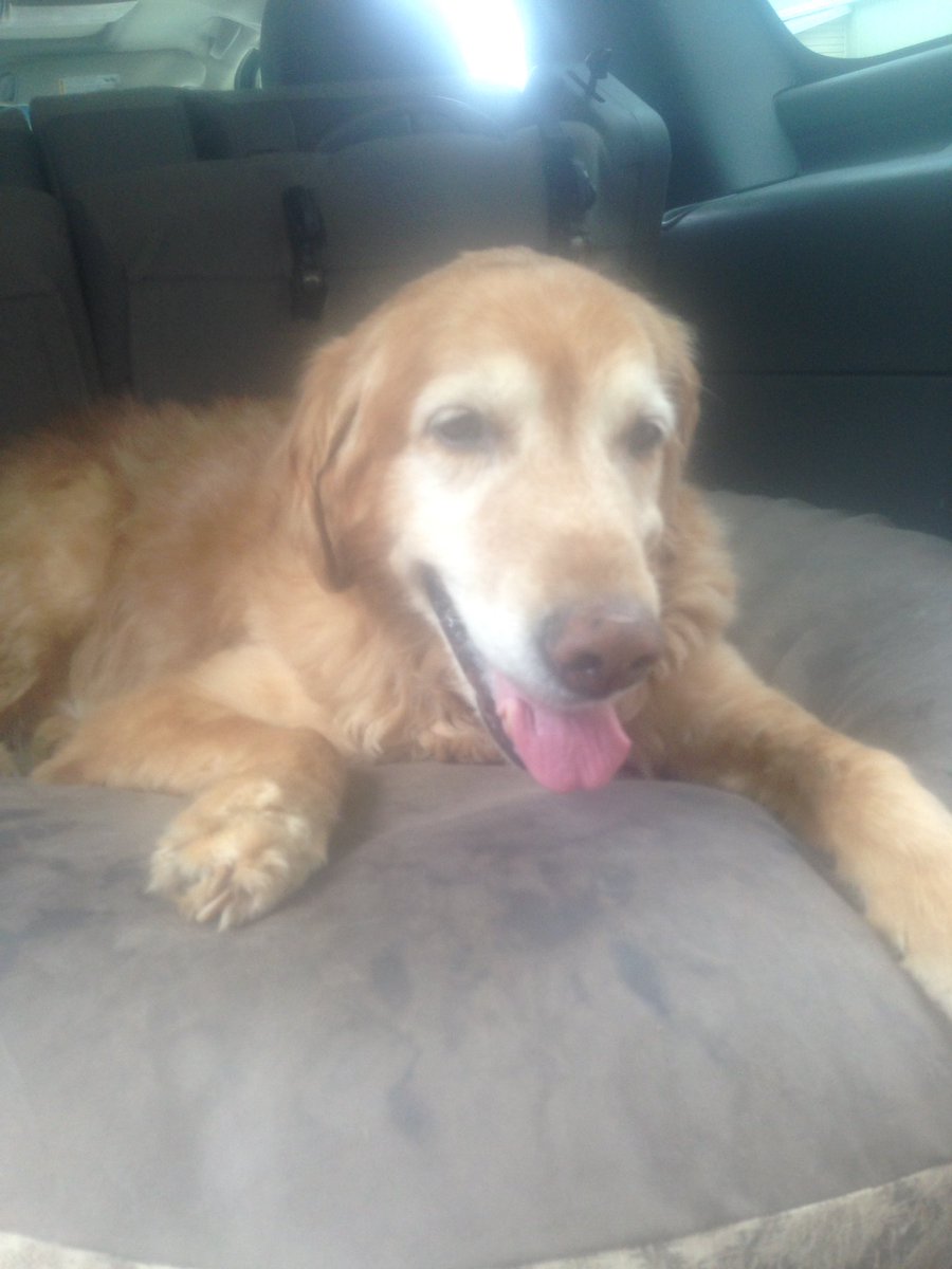 garrettfox2's tweet photo. Lost my best friend today I'll always carry u in my heart buddy I love you Champ https://t.co/Vy7yhEtfu0