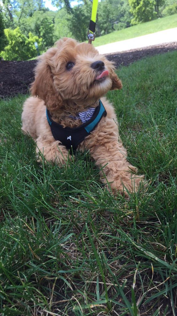 MaelynneRene's tweet photo. @BigLexi0_o Come play! 🐶 https://t.co/pVhs5hG1s4