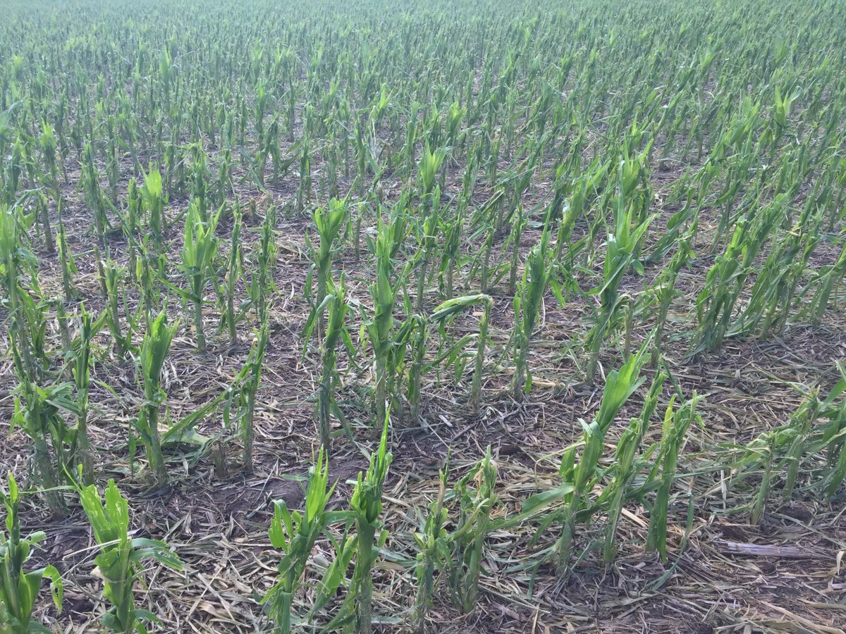 rkvittetoe's tweet photo. @ISUExtension Field Agronomists share crop updates/progress in this #ICMBlog: https://t.co/gKfkV2Pumy. #Hail damage 2 crops in areas of IA. https://t.co/A5Up0MaUQs