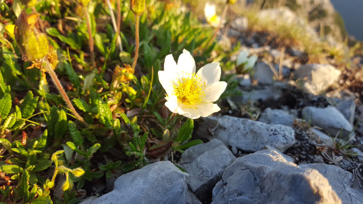 MarioPlesej's tweet photo. Utrinki z današnje ture na Kamnitega lovca #hribi #mountains #Julijci #JulianAlps #narava #nature #sprostitev #relax #oddih #vacation https://t.co/MyKQucufUl