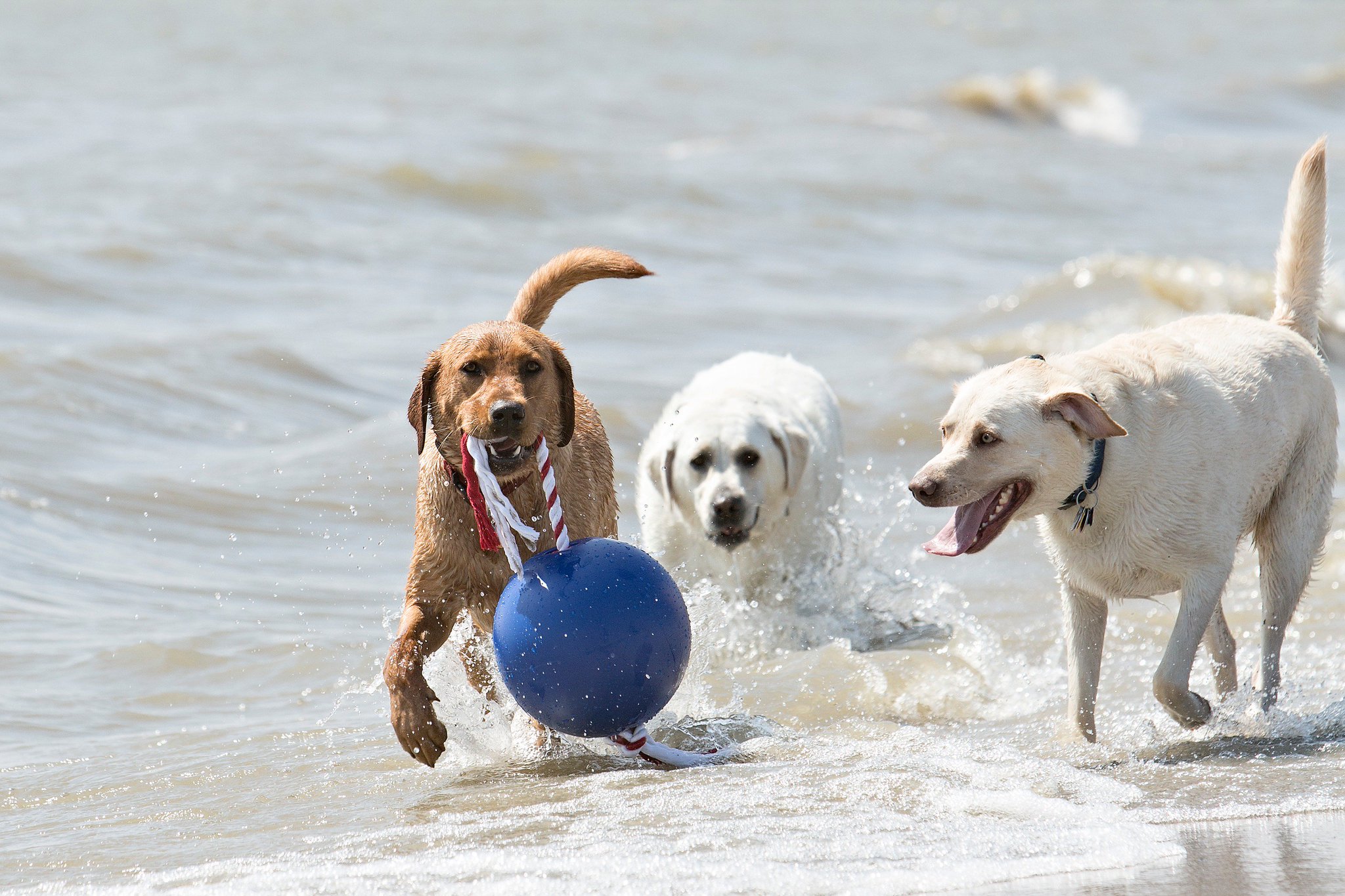tuggo ball