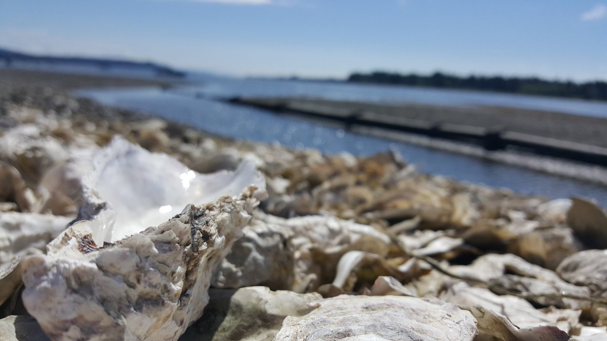 bhaskarofficial's tweet photo. #BCShellFest
#BCSeaFoodExpo
#BCShellfishFestival
@FannyBayOysters https://t.co/CNhuChT6os