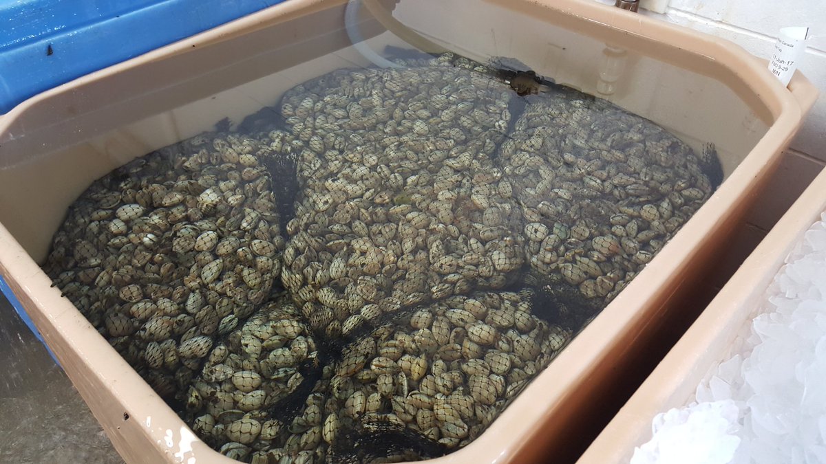 bhaskarofficial's tweet photo. #BCShellFest
#BCSeaFoodExpo
#BCShellfishFestival
@FannyBayOysters https://t.co/CNhuChT6os