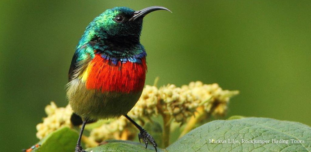 TopBirdingTours's tweet photo. Take a virtual 11-day Tanzania birding tour in 11 min on Google Earth interactive tour. https://t.co/MDIhoCOnul https://t.co/zYIbG3bASt