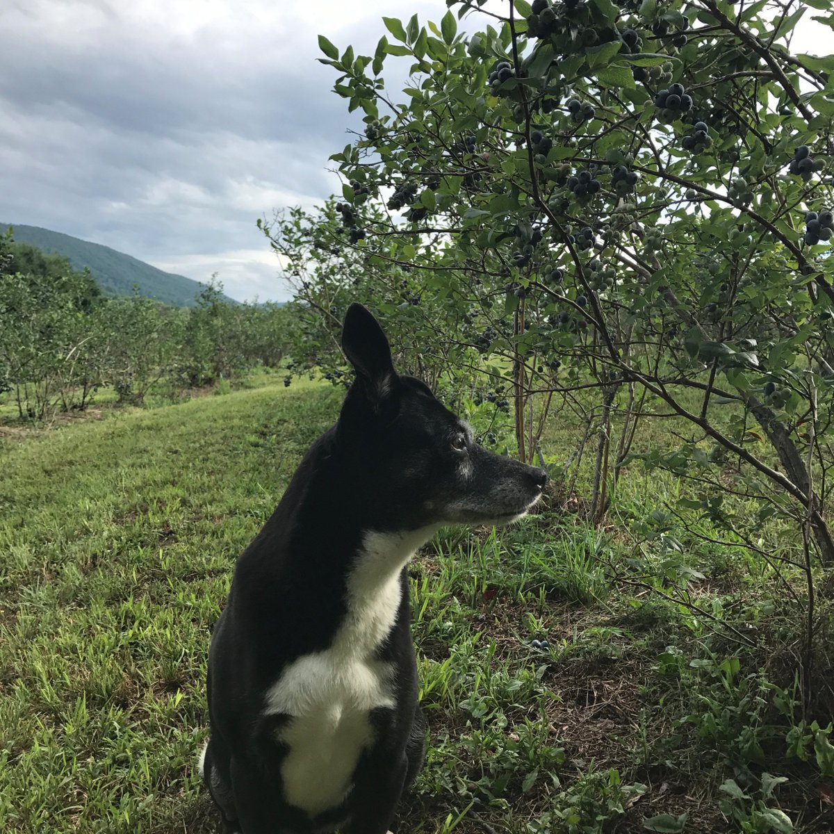 Bee Berry Farm (@bee_berry_farm) / Posts / X