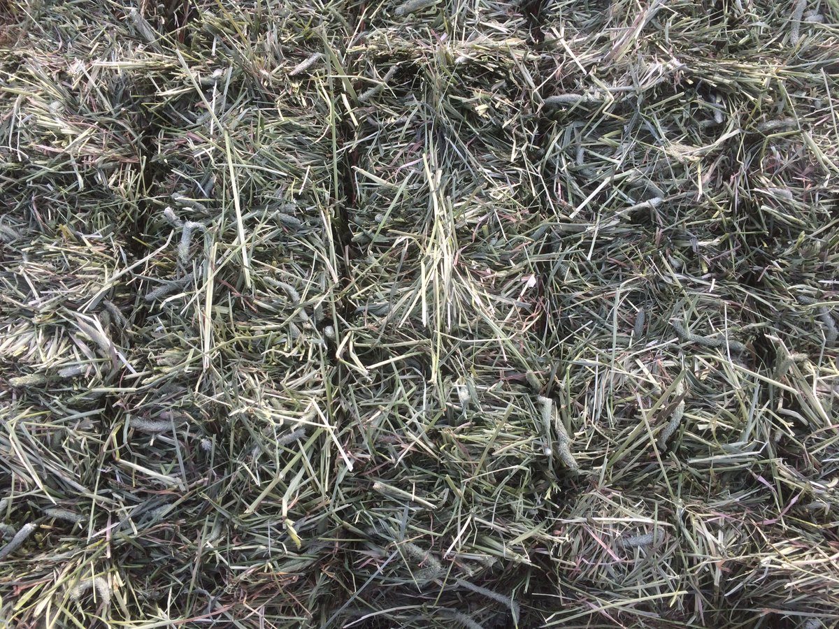 Timothy haylage being made today.  Grown especially for one of our lovely customers.
