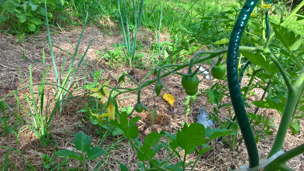 Prof_de_SVT's tweet photo. @amelie_h2 @nicolatavernier C'est beaucoup moins en avance chez moi, je me fends d'une photo de mes 1ères tomates. #potager2017 ^^ https://t.co/cujzOB0zWL