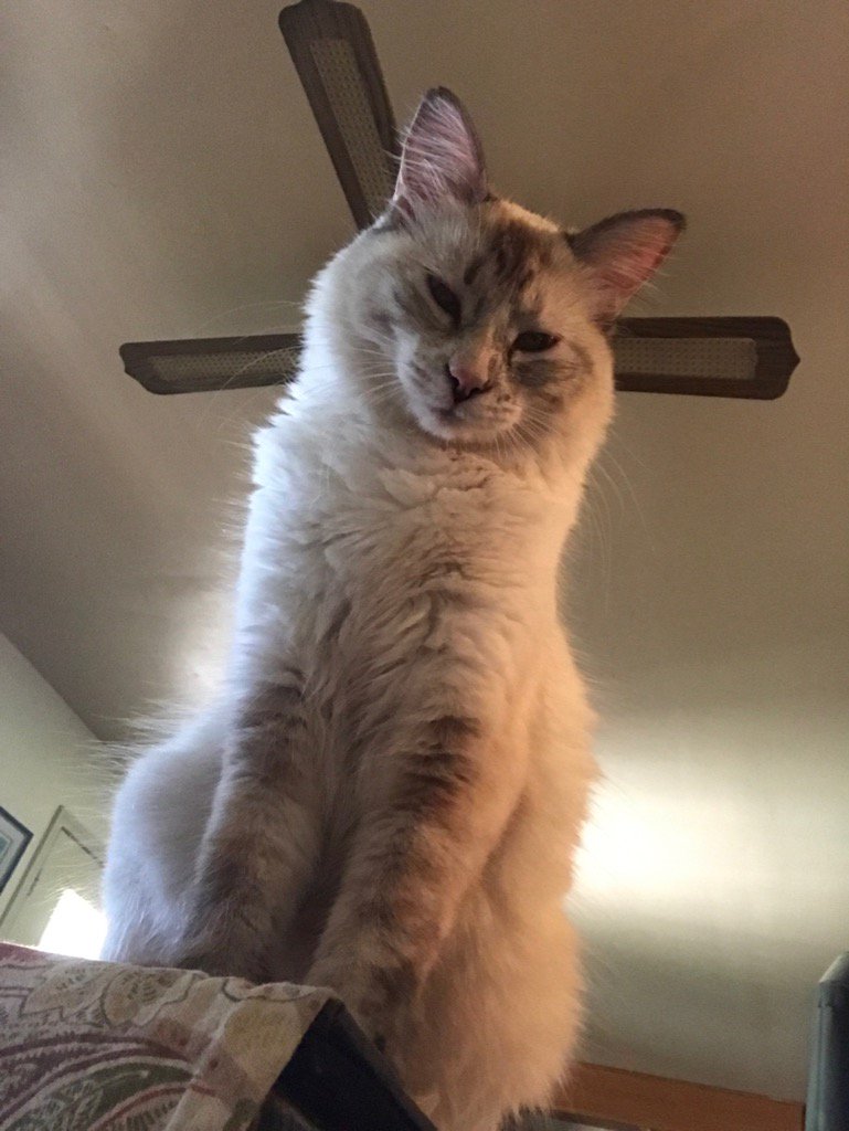miaggithekitty's tweet photo. Now before me. #cats https://t.co/x3a0Mt8rIs