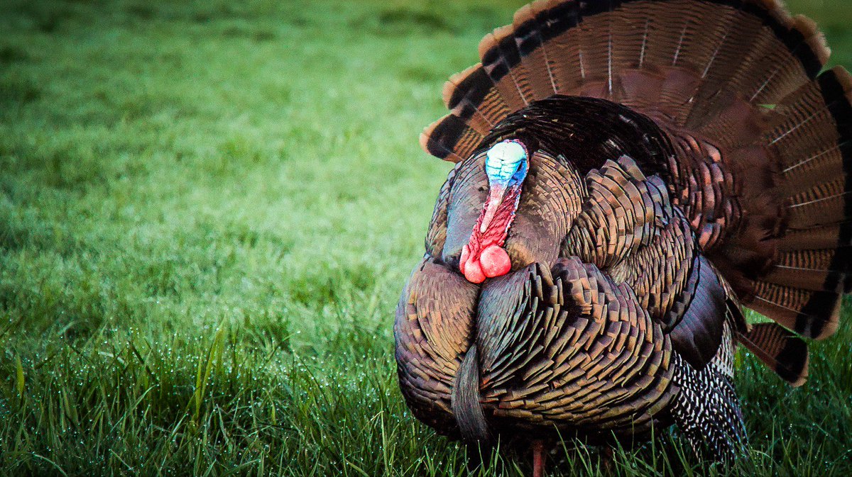 BoneView Official tweet media