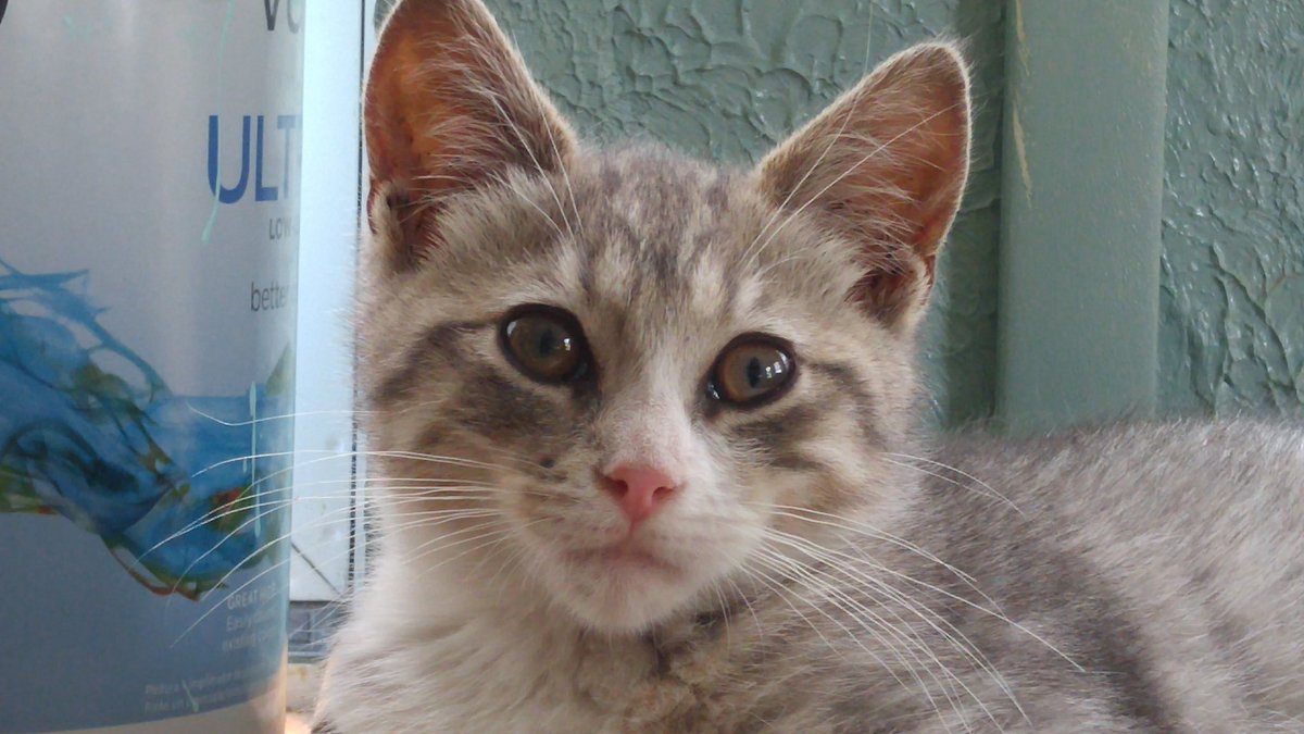 FeralAngels's tweet photo. 13 wk old "Brown-Eyed Girl" Baby Princess Sable is available for adoption at @FeralAngels! #adoptable #kitten (856) 204-CATS https://t.co/nXyMy5oEPn