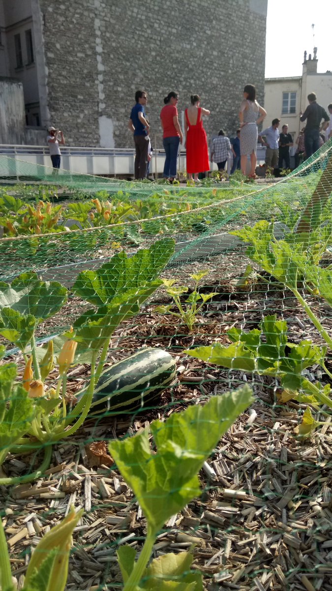 JacquesBoutault's tweet photo. Tomates, courgettes, choux poussent désormais à côté des ruches sur le toit du centre Jean Dame @Mairiedu2. Merci @PKOMITES, #toitsvivannts https://t.co/PMAyj2Ts9V