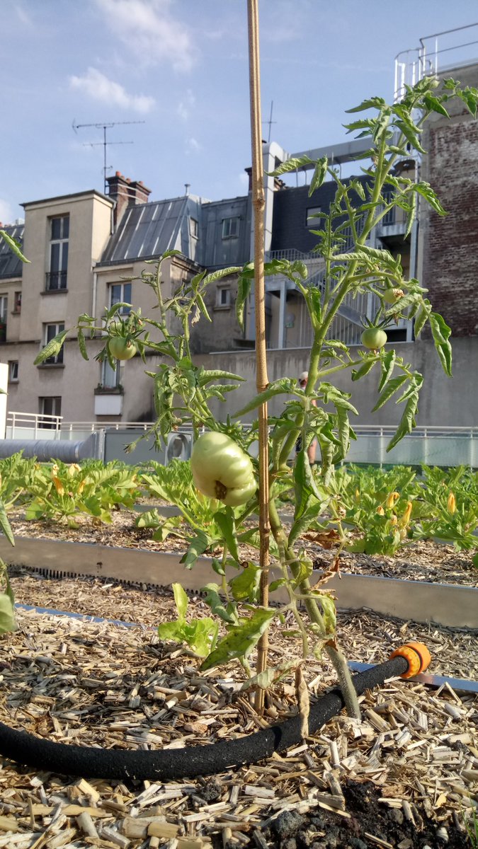 Tomates, courgettes, choux poussent désormais à côté des ruches sur le toit du centre Jean Dame <a href="/Mairiedu2/">Mairie du 2e</a>. Merci <a href="/PKOMITES/">Penelope Komites-Valadares🎗#🟦</a>, #toitsvivannts