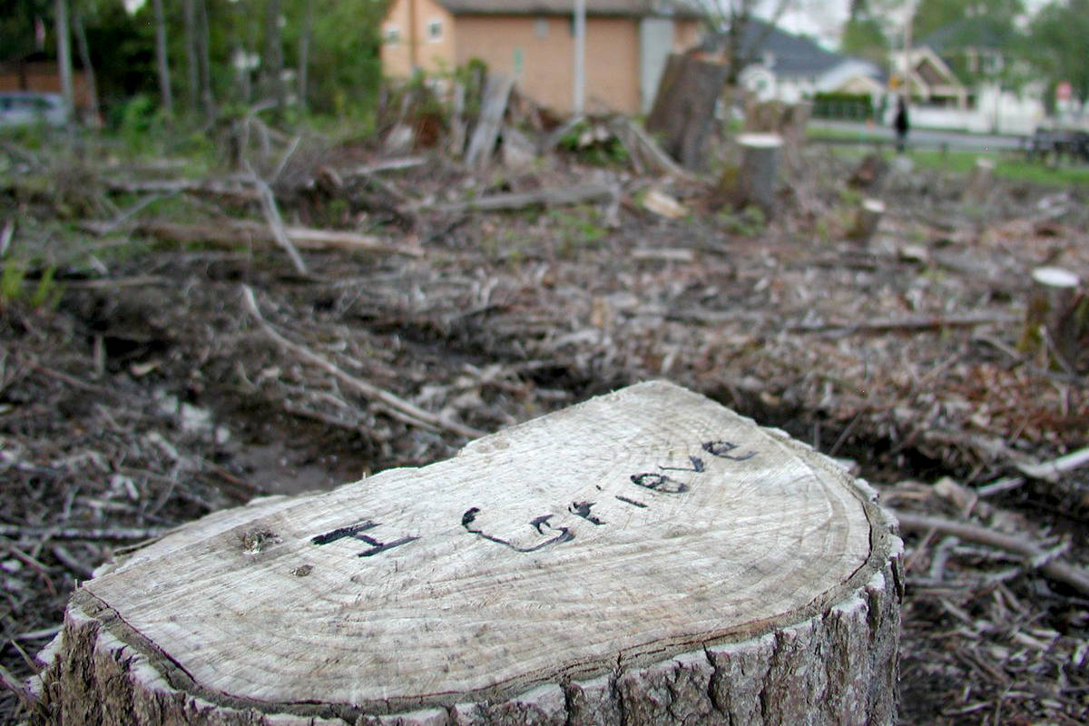 SurreyNowLeader's tweet photo. Historical society says Surrey is allowing too many trees to fall https://t.co/aVV1NH2Zv8 #SurreyBC https://t.co/qASS3seePm