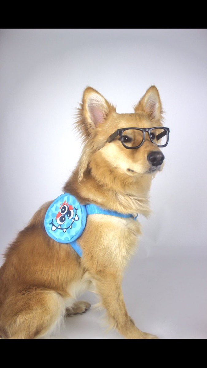 milodamutt's tweet photo. Check out This month's PetTreater box! This one's gotta be our favorite so far! 😍 (check out the full review on our Insta-@milo.da.mutt) https://t.co/rud3spXcbH