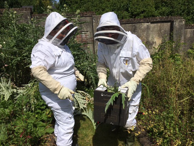 Macreddin's tweet photo. We've been busy... New bees have arrived to Macreddin Village... #bees #swarm #hives #honey #macreddin #ZER0KM 🐝 https://t.co/zWk3DRdnGW