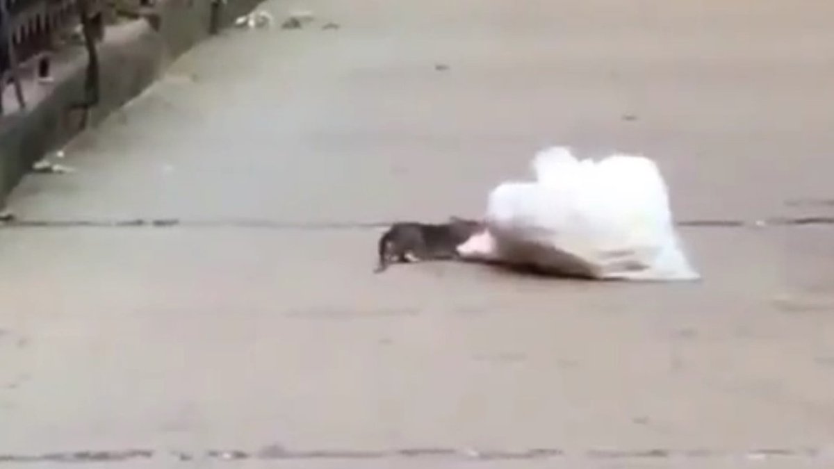 WATCH VIDEO Massive rat caught on camera dragging trash bag across sidewalk bit.ly/2sTsG49 https://t.co/dp3RNWOEIT